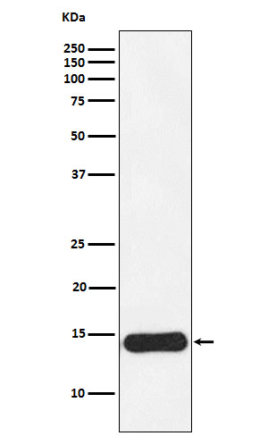 [Genscript] CRABP1 Antibody, mAb, Rabbit