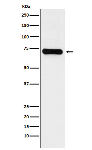 [Genscript] Lysine tRNA ligase Antibody, mAb, Rabbit