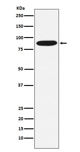 [Genscript] MST1 Antibody, mAb, Rabbit