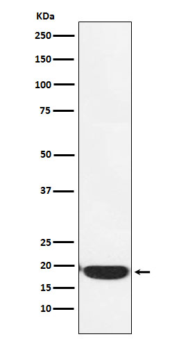 [Genscript] PERP Antibody, mAb, Rabbit