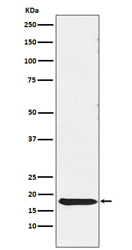 [Genscript] TSH beta Antibody, mAb, Rabbit