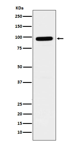 [Genscript] beta Galactosidase Antibody, mAb, Rabbit