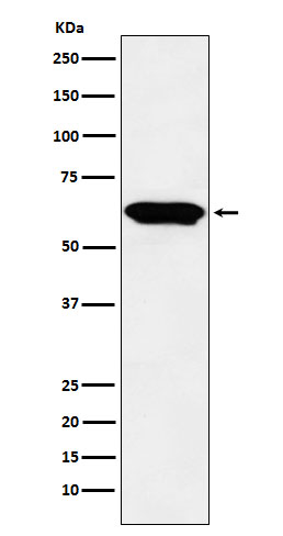 [Genscript] E2F4 Antibody, mAb, Rabbit