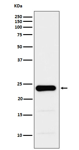[Genscript] GSTP1 Antibody, mAb, Rabbit