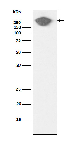 [Genscript] Fibronectin Antibody, mAb, Rabbit