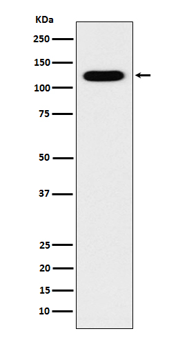 [Genscript] Cadherin 16 Antibody, mAb, Rabbit