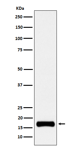 [Genscript] ISG15 Antibody, mAb, Rabbit