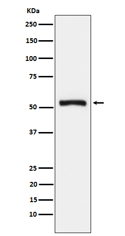 [Genscript] WARS1 Antibody, mAb, Rabbit