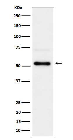 [Genscript] p-Chk1 (S280) Antibody, mAb, Rabbit