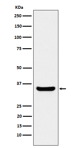[Genscript] POU2AF1 Antibody, mAb, Rabbit