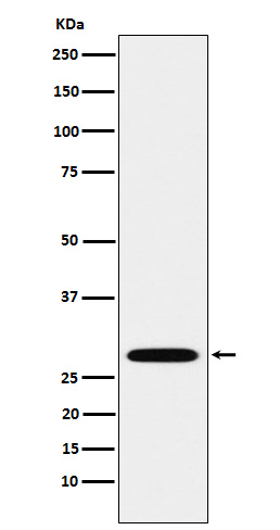 [Genscript] PSMA3 Antibody, mAb, Rabbit