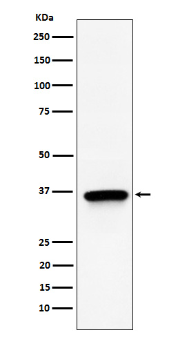 [Genscript] TIMM50 Antibody, mAb, Rabbit