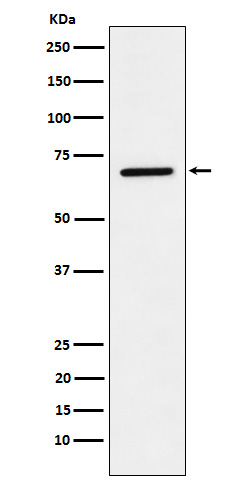 [Genscript] Leukotriene A 4 hydrolase Antibody, mAb, Rabbit