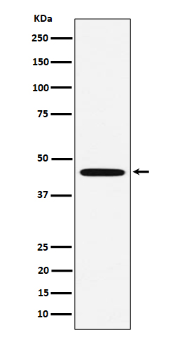 [Gesncript] MC5R Antibody, mAb, Rabbit