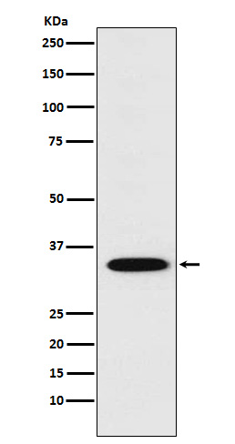 [Genscript] Syntaxin 1A Antibody, mAb, Rabbit