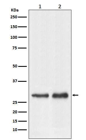 [Genscript] RPL7A Antibody, mAb, Rabbit