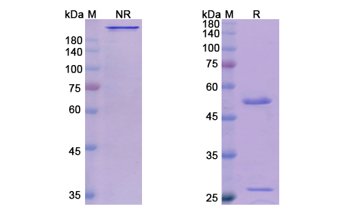 [Proteogenix] Gatipotuzumab Biosimilar – Anti-MUC1, CD227 mAb – Research Grade