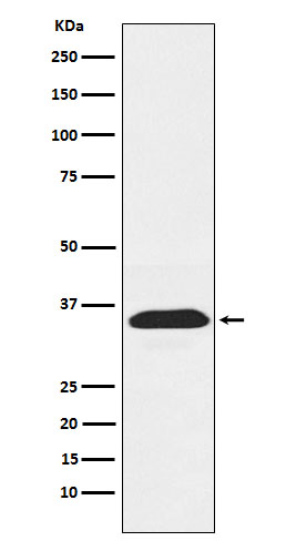 [Genscript] PEX19 Antibody, mAb, Rabbit