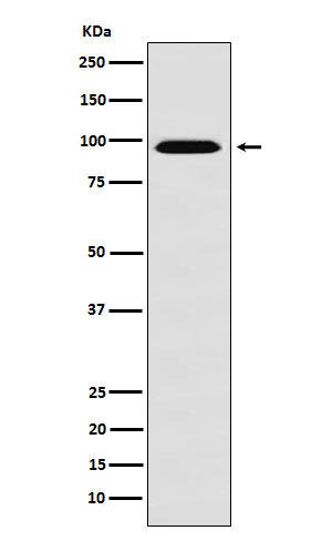 [Genscript] RanBP9 Antibody, mAb, Rabbit