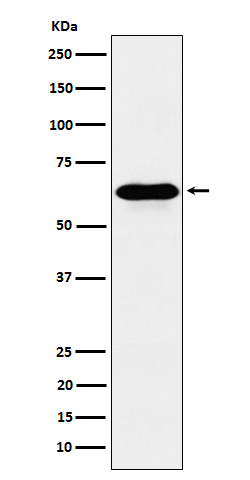 [Genscript] CoA synthase Antibody, mAb, Rabbit