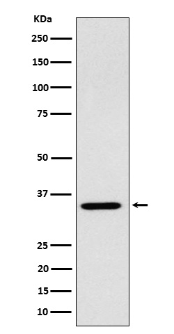 [Genscript] ARPC2 Antibody, mAb, Rabbit