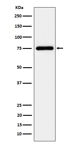 [Genscript] TUG Antibody, mAb, Rabbit