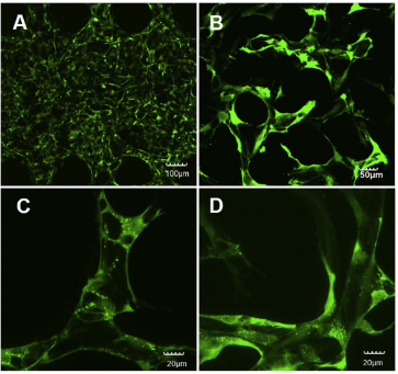 [Neuromics] Human Brain Microvascular Endothelial Cells (HBMECs)