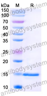 [Antibodysystem] Anti-Chick LYZ/Lysozyme C Nanobody (SAA1158)