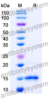 [Antibodysystem] Anti-Chick LYZ/Lysozyme C Nanobody (SAA0887)