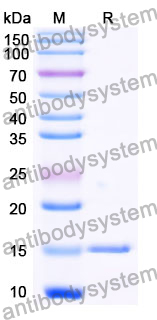 [Antibodysystem] Anti-Wild turkey LYZ/Lysozyme C Nanobody (SAA0888)