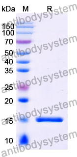 [Antibodysystem] Anti-Chick LYZ/Lysozyme C Nanobody (SAA0896)