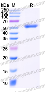 [Antibodysystem] Research Grade Blinatumomab