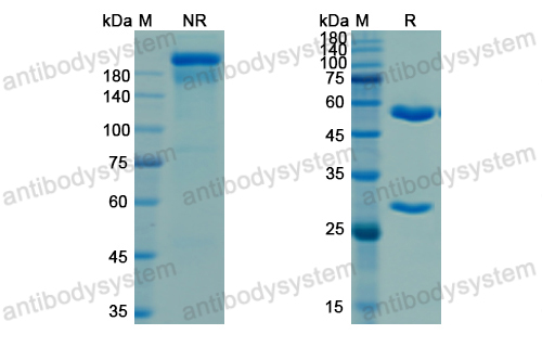 [Antibodysystem] Research Grade Porgaviximab