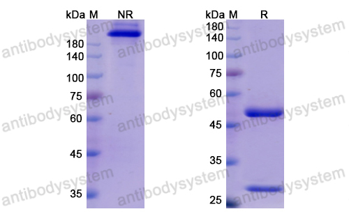 [Antibodysystem] Research Grade Cosfroviximab