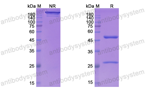 [Antibodysystem] Research Grade Larcaviximab