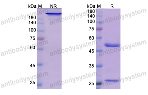 [Antibodysystem] Research Grade Suptavumab