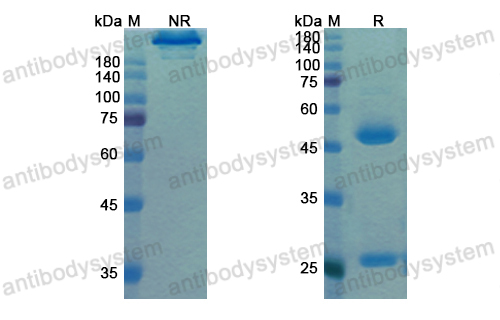 [Antibodysystem] Research Grade Motavizumab