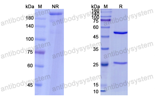 [Antibodysystem] Research Grade Nirsevimab