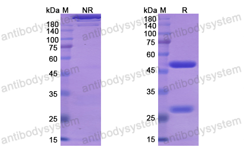 [Antibodysystem] Research Grade Lesofavumab