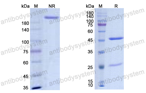 [Antibodysystem] Research Grade Diridavumab