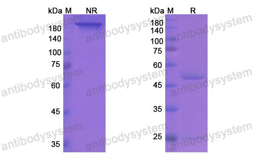 [Antibodysystem] Research Grade Regavirumab