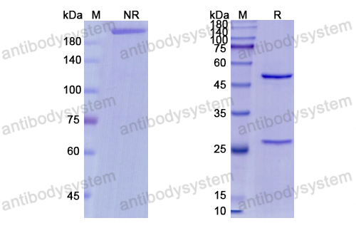 [Antibodysystem] Research Grade Minretumomab