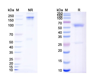 [Proteogenix] Zanidatamab Biosimilar - Anti-ERBB2, EGFR2, CD340 mAb - Research Grade