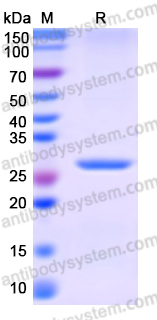 [Antibodysystem] Recombinant Human adenovirus F serotype 41/HAdV-41 L3/CP-H/Protein II Protein, N-His