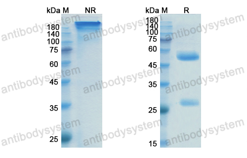 [Antibodysystem] Research Grade Prasinezumab