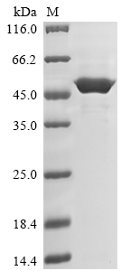 [Cusabio] Recombinant Nicotiana tabacum 3-phosphoshikimate 1-carboxyvinyltransferase 1, chloroplastic (EPSPS-1)