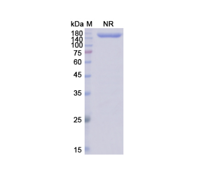 [Proteogenix] Epcoritamab Biosimilar - Anti-CD3E;MS4A1, CD20 mAb - Research Grade