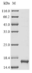 [Cusabio] Recombinant Human Carboxypeptidase D (CPD), partial