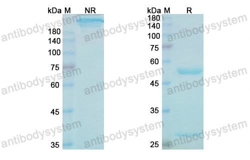 [Antibodysystem] Research Grade Cinpanemab