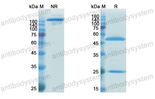 [Antibodysystem] Research Grade Bepranemab